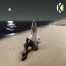 פלייבק וקליפ קריוקי של שלל שרב - גידי גוב
